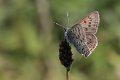 100605_3_bruine_vuur_anloodiepje_900