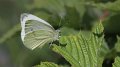 100626_4_Klein_geaderd_witje_Oudemolen_900