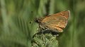 100626_5_Groot_dikkopje_Oudemolen_900