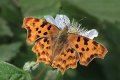 100708_gehakkelde_aurelia_anloodiepje_900