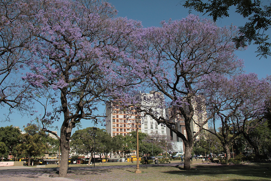 06035_jacarantas_1080.jpg - Blooming Jacaranda's in Buenos Aires