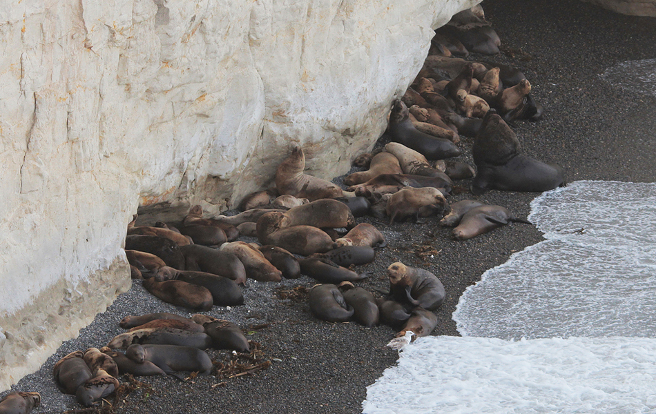 06249_zeeleeuwenstrand_Valdes.jpg - Resting Seals, Puerto Madryn