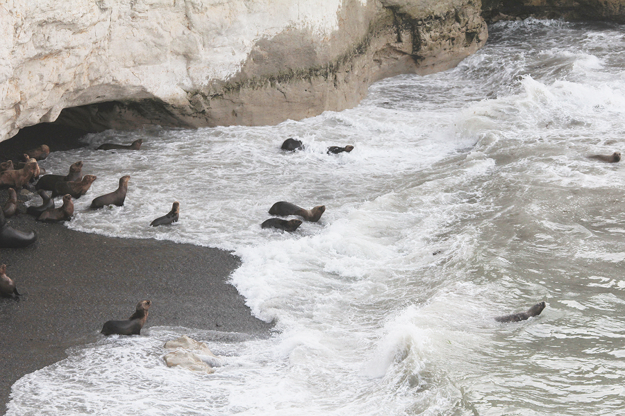 06296_zeeleeuwen_1080.jpg - Seals take out to sea with high tide, Puerto Madryn