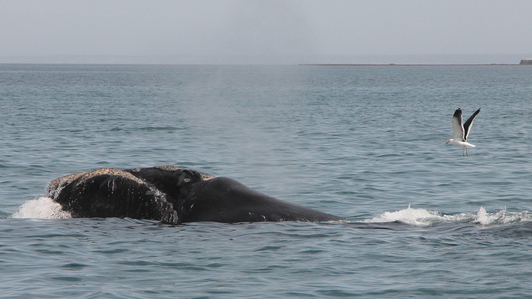 06404_walvis.jpg - Southern Right Whale (Zuidkaper) - Eubalaena australis, Near Puerto Piramides