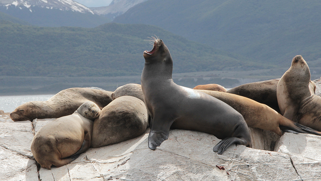 06932_zeeleeuwen_beagle_kanaal.jpg - Seals on island in Beagle Channel (Southern Sea Lion - Otaria flavescens)