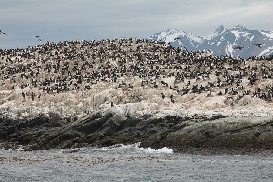 07086_aalscholvers.jpg - Island with Imperial Shag, Beagle Channel