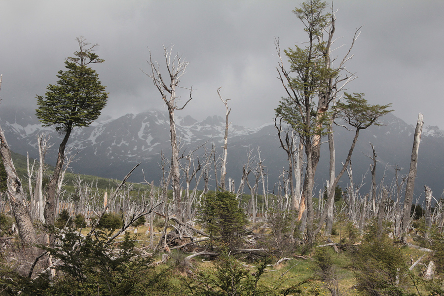 07338.jpg - On Tierra del Fuego, near Ushuaia