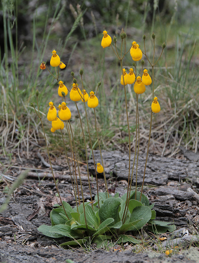 09758_orchidee.jpg - Lady's Slipper (Pantoffelplant - Calceolaria biflora) - Los Glaciares N.P. near El Chalten