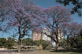 06035_jacarantas_1080