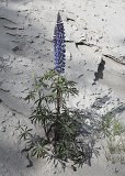 10133_lupine