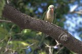 06028_monk_parakeet