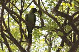 06113_black-hooded_parakeet