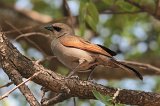 06125_bay-winged_cowbird