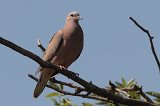 06146_eared_dove