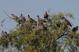 06154_picazuro_pigeons