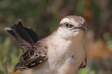 06162_mockingbird_close