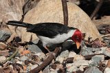 06174_yellow-billed_cardinal