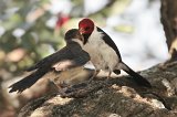 06177_cardinal