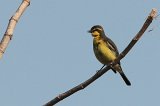 06180_yellow-browed_tyrant