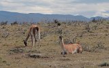 08435_guanacos