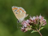 Bruin blauwtje - Cevennes