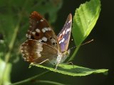 Kleine weerschijnvlinder - Cevennes