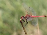 Zwervende heidelibel - Cevennes