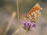 Tweekleurige parelmoervlinder - Cevennes