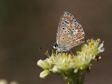 Bruin blauwtje - Cevennes