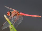 Zwervende heidelibel - Cevennes