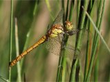 Bruinrode heidelibel - Cevennes