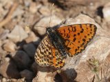 Tweekleurige parelmoervlinder (afwijkende vorm) - Cevennes