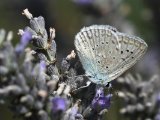 Getand blauwtje - Cevennes