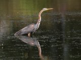 Purperreiger - Les Dombes