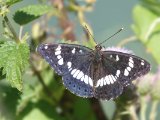 Blauwe ijsvogelvlinder - Les Dombes