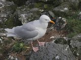 Glaucous Gull (Burgemeester)