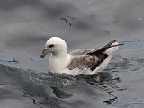 Fulmar (Noordse stormvogel)