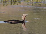 Red-throated Diver (Roodkeelduiker)