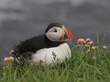 Puffin (Papegaaiduiker)