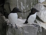 Razorbill (Alk)