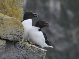 Razorbill (Alk)