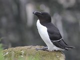 Razorbill (Alk)