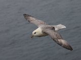 Fulmar (Noordse stormvogel)