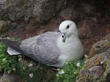 Fulmar (Noordse stormvogel)