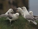 Fulmar (Noordse stormvogel)