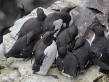 Common Guillemot (Zeekoet)