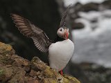 Puffin (Papegaaiduiker)