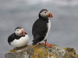 Puffin (Papegaaiduiker)