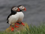 Puffin (Papegaaiduiker)