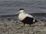 Common Eider (Eider)